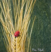 Alison Philpott, Ladybug wheat