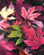 Eric Hotz, Fall Leaves