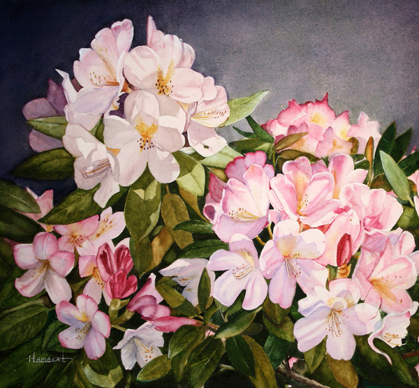Heidi Lambert, Pretty in Pink, 14.5X17 inch, Watercolor