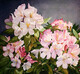 Heidi Lambert, Pretty in Pink, 14.5X17 inch, Watercolor