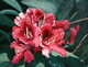Lyle Longstaff,  Red Rhododendron