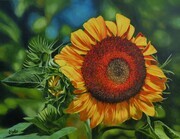 Lynn Sykes, Sunflower